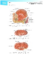 Sobotta Atlas of Human Anatomy  Head,Neck,Upper Limb Volume1 2006, page 111